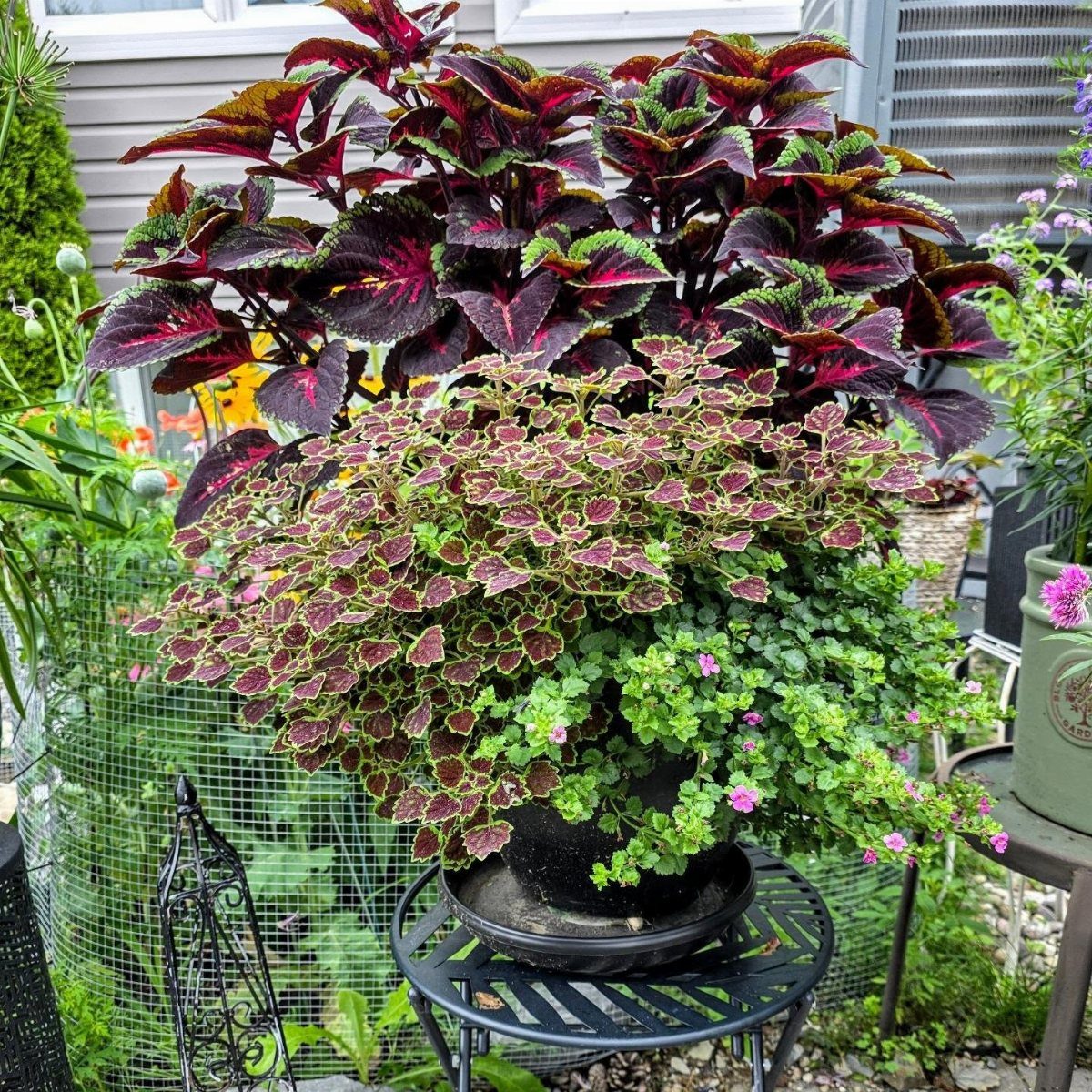 Colorful coleus plants with burgundy and green leaves growing in a large black container pot.