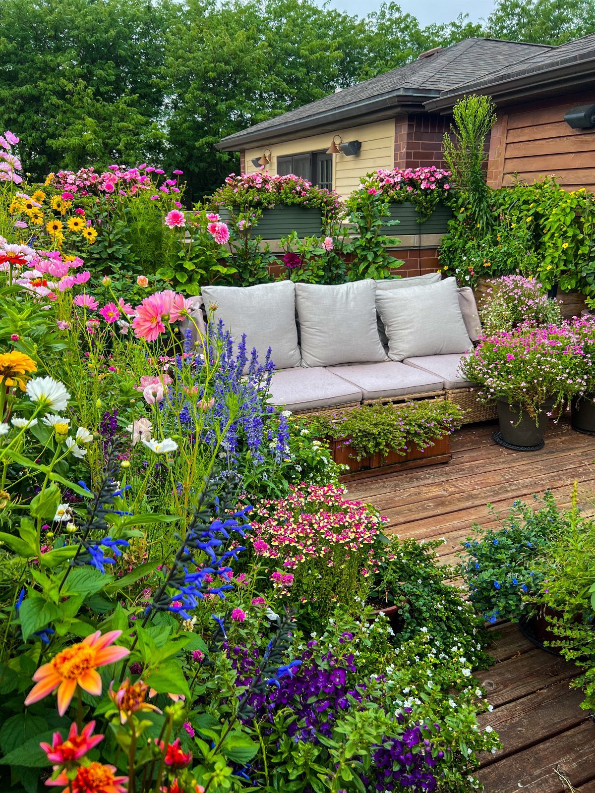 Colorful flowers in various shades bloom densely around a wooden patio with an outdoor sofa.