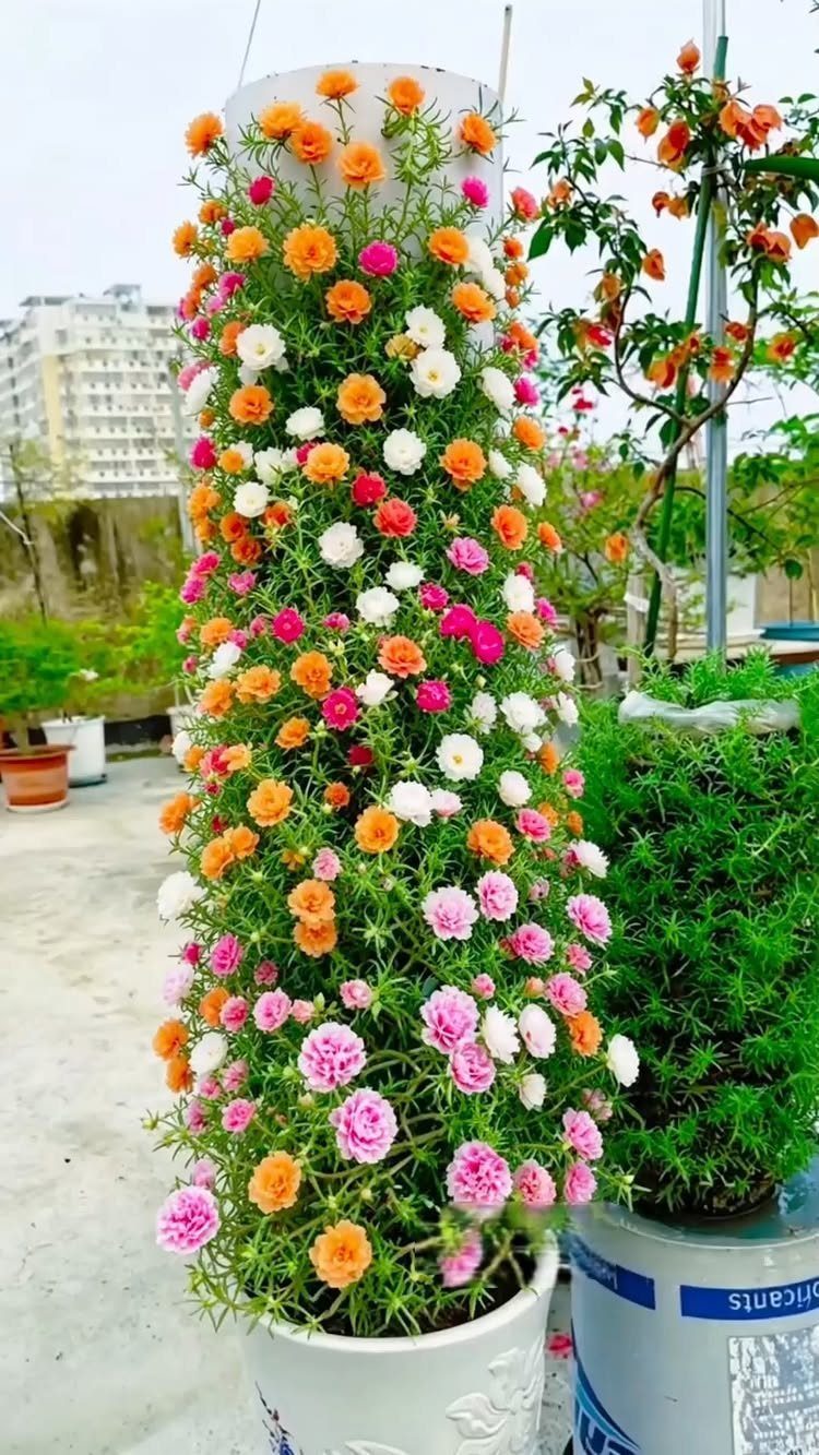 A tall white pillar covered in vibrant pink, orange, and white moss rose flowers.