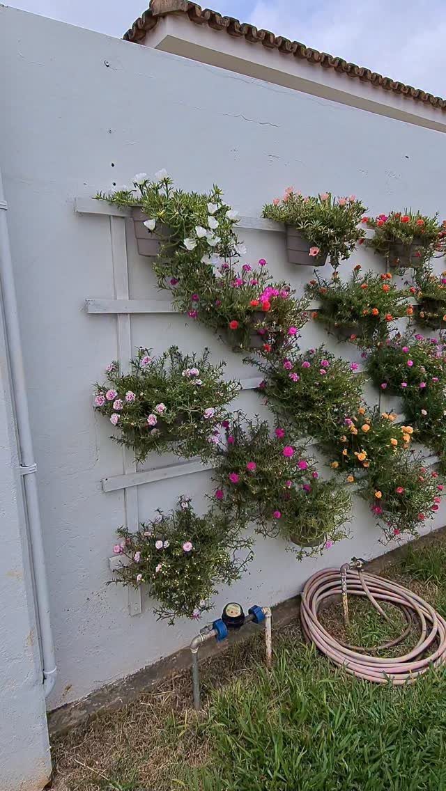 Colorful flowering plants growing in wall-mounted planters attached to a wooden trellis on a white wall.
