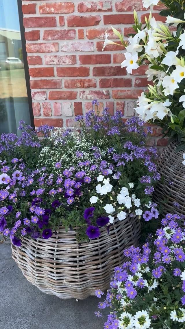 Purple and white flowers blooming in large woven wicker baskets against a red brick wall.