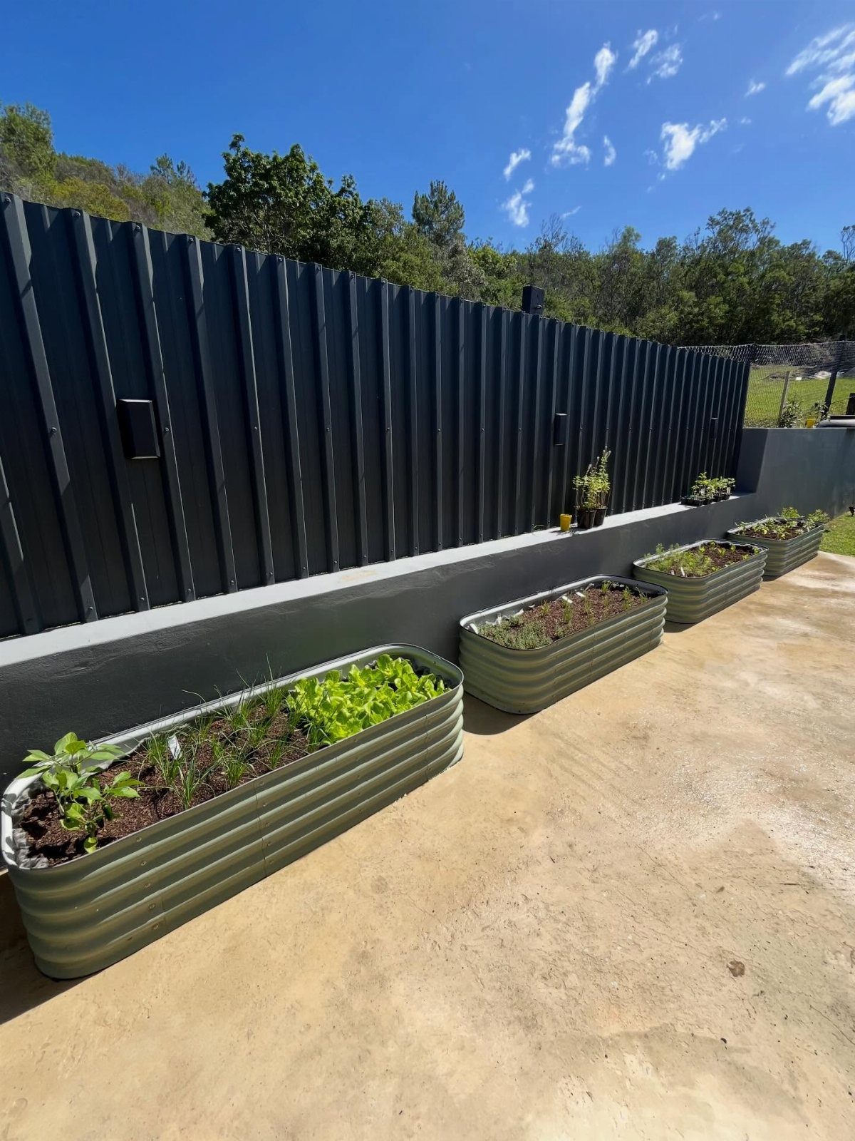 8 Raised Garden Bed Fence Ideas for Plants, Privacy, and Pests 2 Three corrugated metal raised garden beds with green plants on a concrete patio.