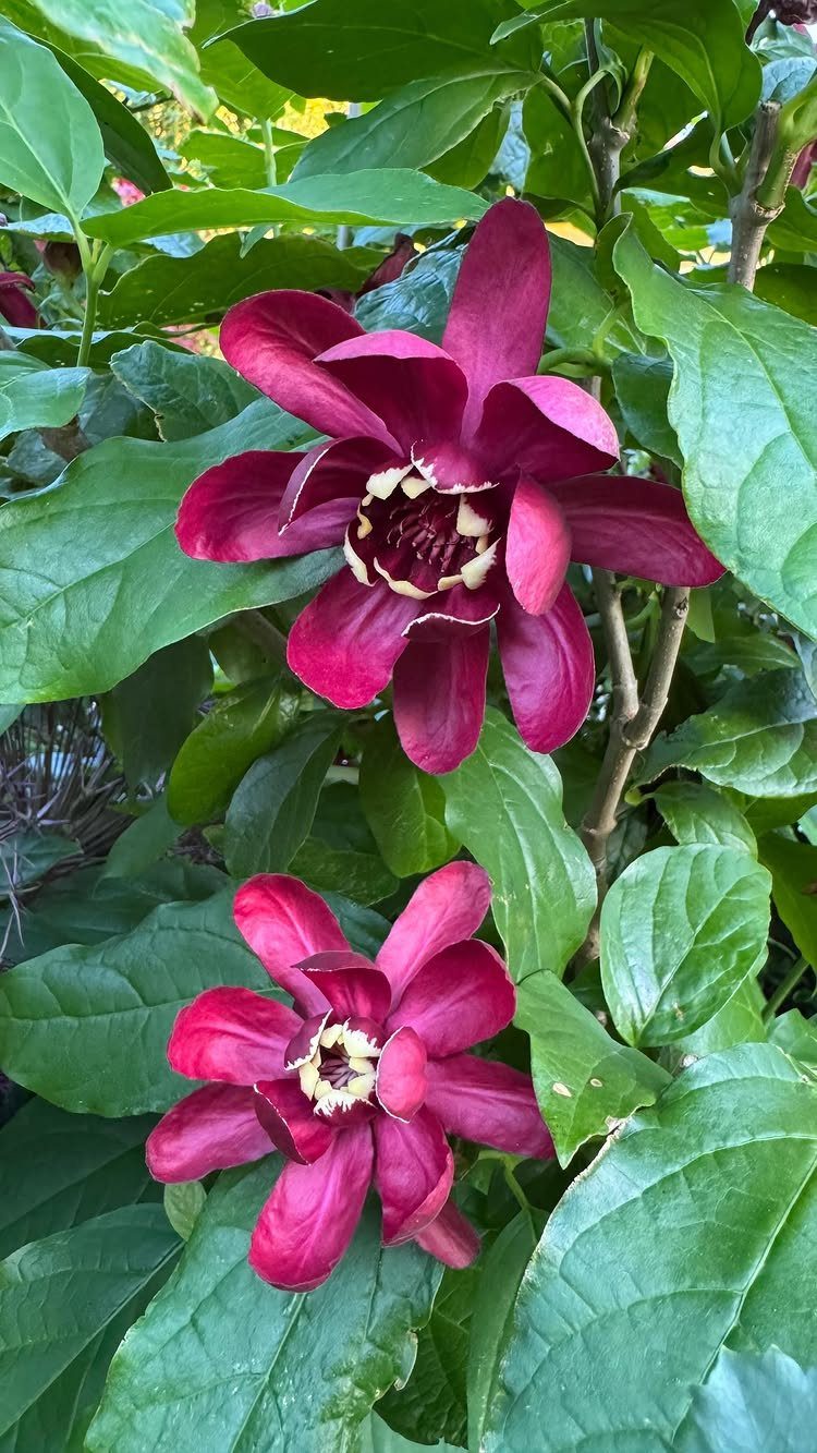 Two deep red star-shaped flowers blooming among large green leaves on a shrub.