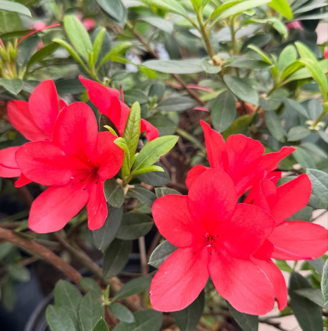 Bright red azalea flowers blooming among small dark green leaves on a shrub.
