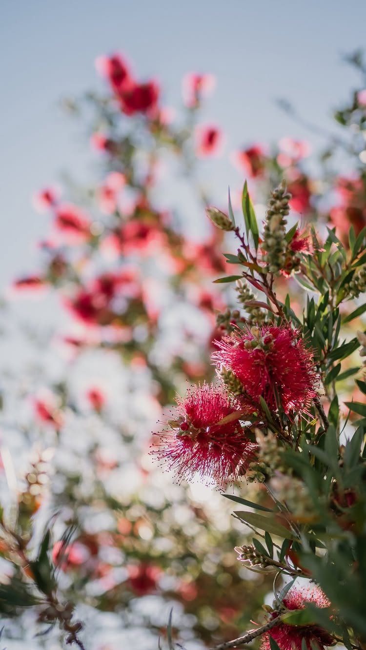 Red bottlebrush flowers blooming on a green leafy shrub under a clear sky.