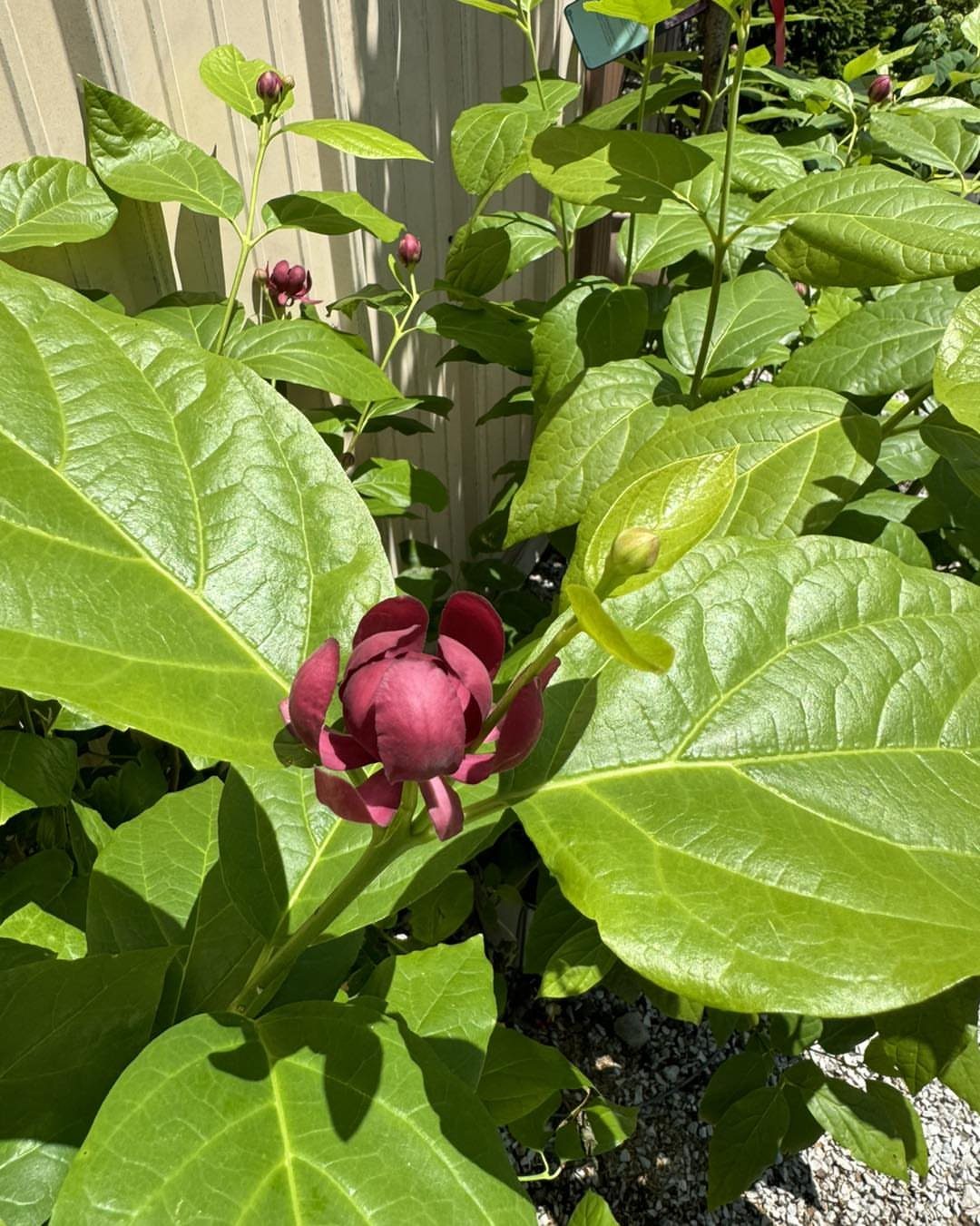 Deep red Carolina Allspice flowers blooming amidst large, bright green leaves in a sunny garden.