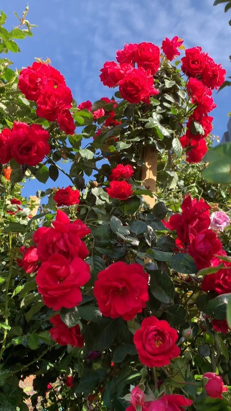 Vibrant red climbing roses blooming against a bright blue sky with green foliage.