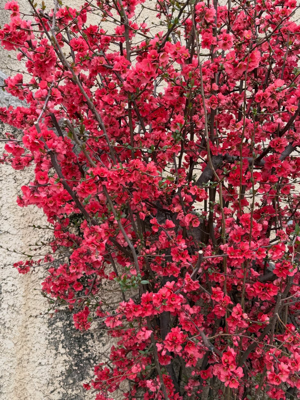 A dense flowering shrub with vibrant red blossoms and dark branches against a stone ground.