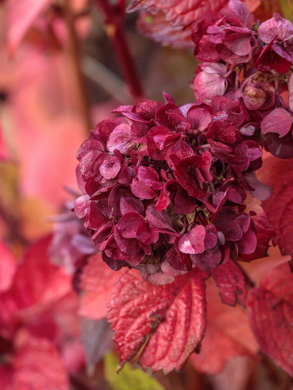 Deep red hydrangea flower clusters and bright red leaves on a flowering shrub.