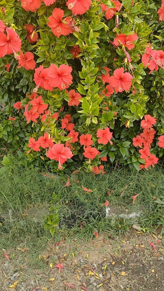 A lush green bush blooming with many vibrant red hibiscus flowers.