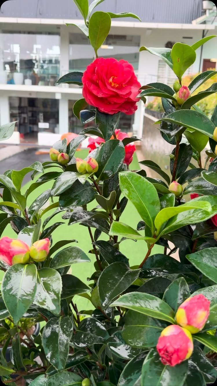 A green shrub featuring glossy leaves and vibrant red flowers and buds.