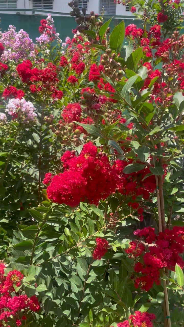 Bright red flowering crepe myrtle shrub with green leaves in a sunny garden setting.