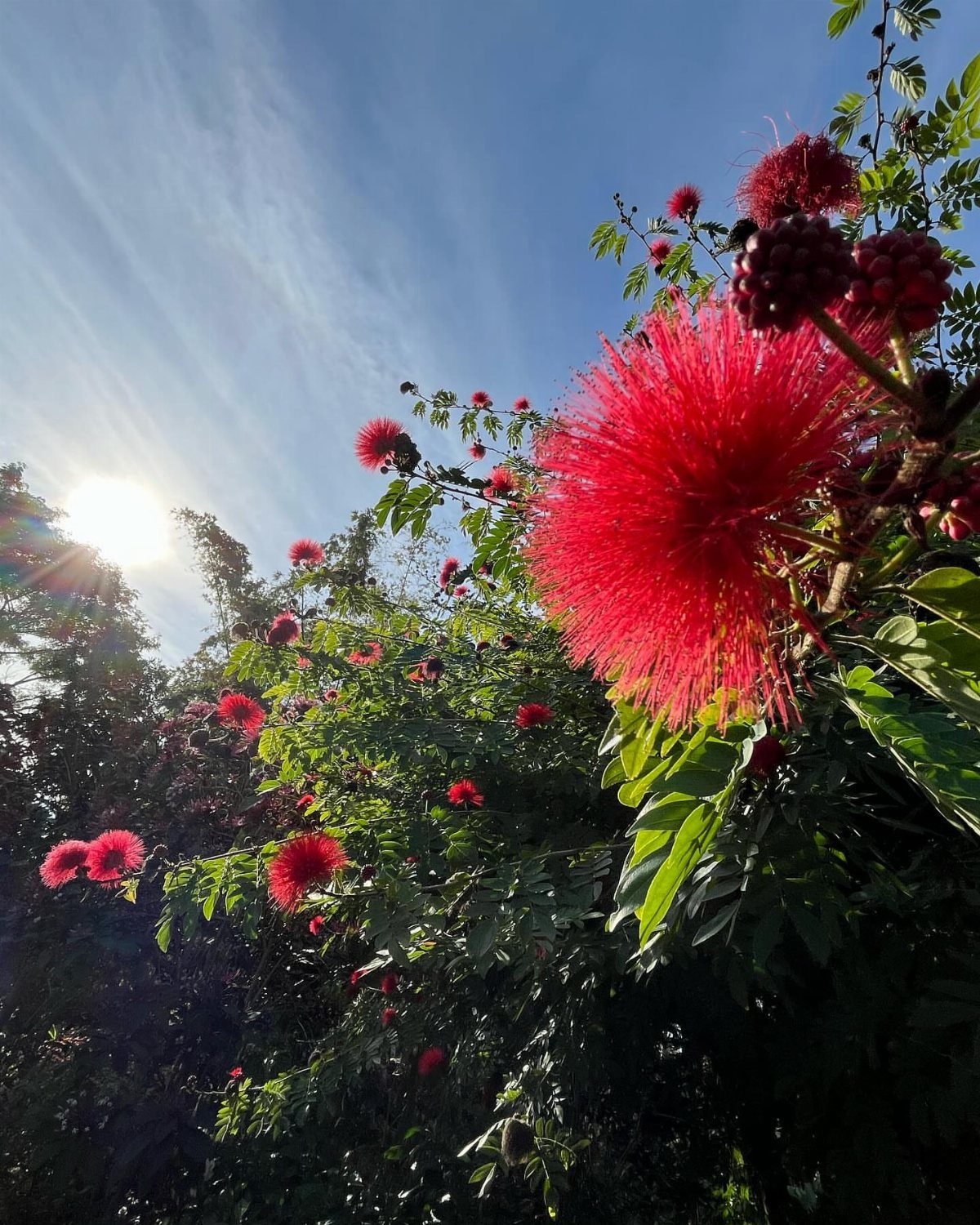 Red pom-pom shaped flowers blooming on a green bush under a bright blue sky.