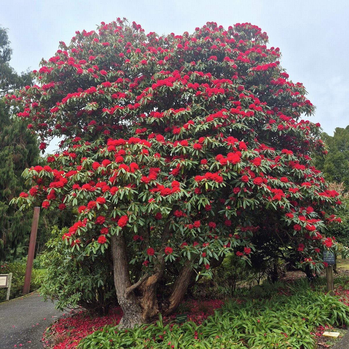 A large rhododendron bush covered in bright red flowers growing in a garden setting.