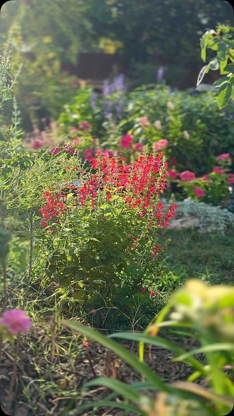 Vibrant red flowering Scarlet Sage bush growing in a lush, sunlit garden.