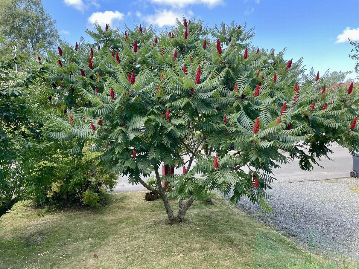 A large Staghorn Sumac shrub with green leaves and red conical flower clusters in a yard.