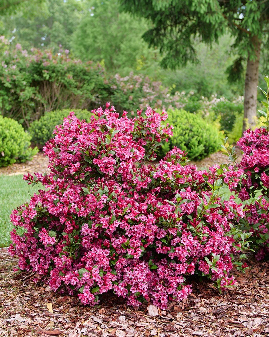 A large Weigela shrub blooming with dense clusters of bright pink flowers in a garden.