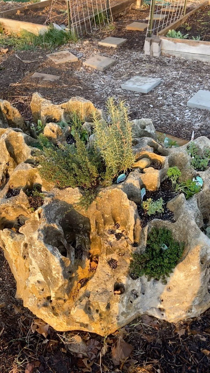 11 Rock Garden Ideas for Stone, Succulents and Alpine Plants 1 Green herbs and small plants growing within the crevices of large, porous tan rocks.