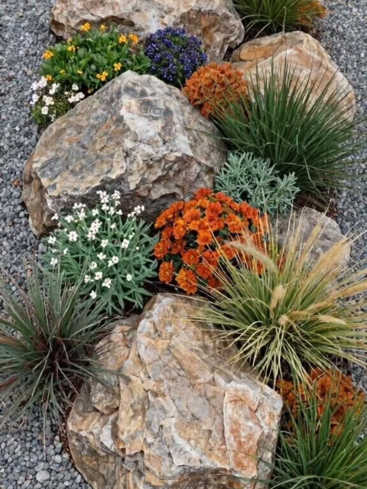 11 Rock Garden Ideas for Stone, Succulents and Alpine Plants 4 Large tan rocks and colorful flowering plants interspersed with long ornamental grasses in a gravel garden.