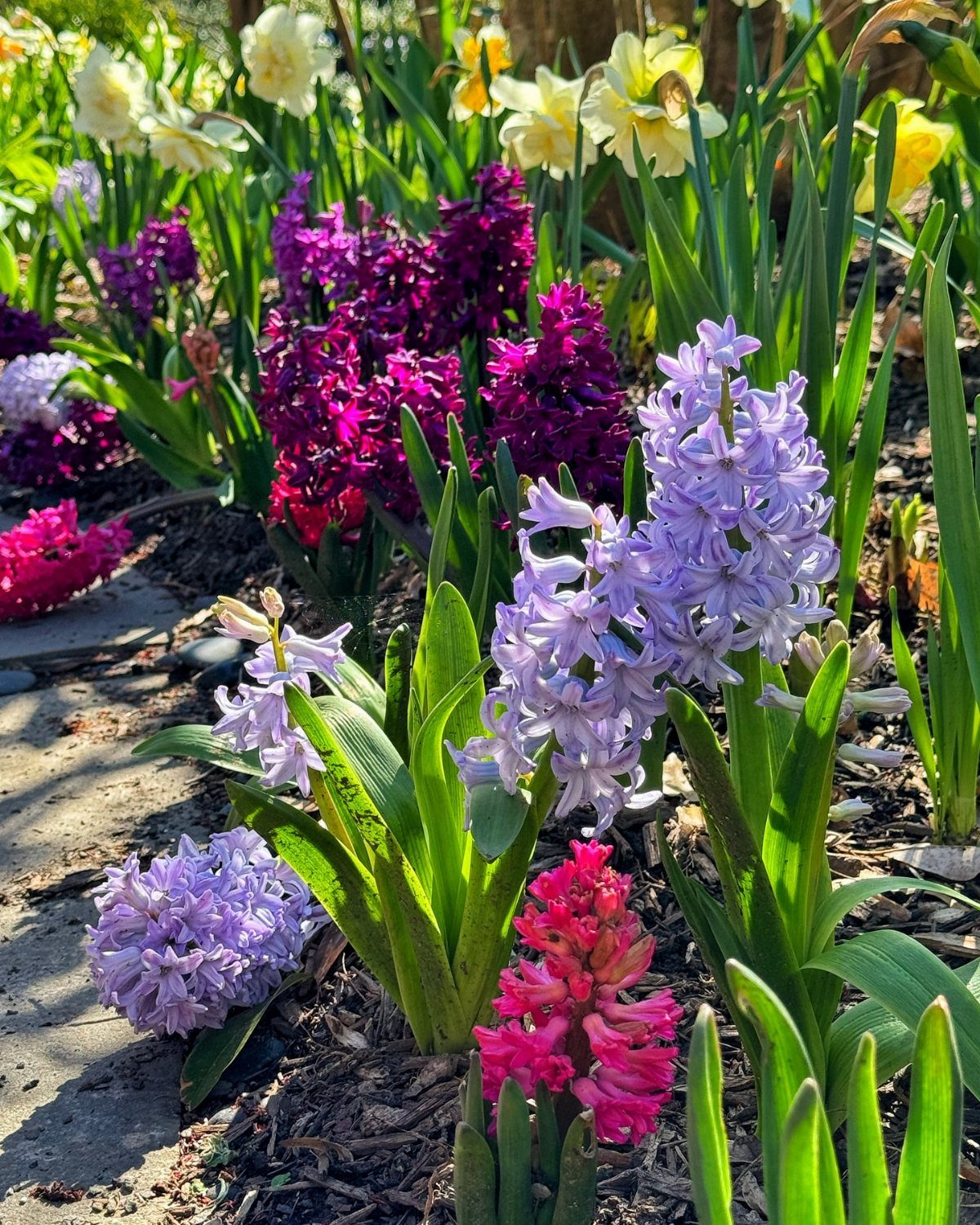 Colorful hyacinths and yellow daffodils blooming in a sunlit garden bed with dark mulch.