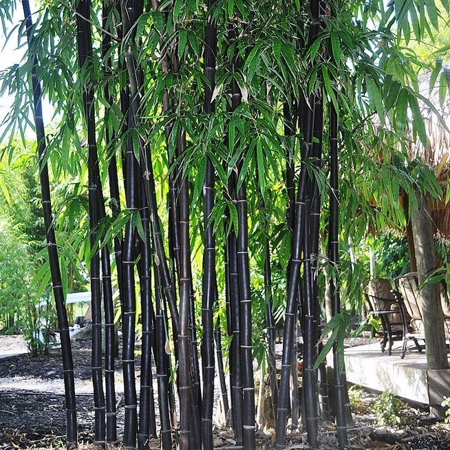 Black bamboo stalks with green leaves growing densely in a lush outdoor garden setting.