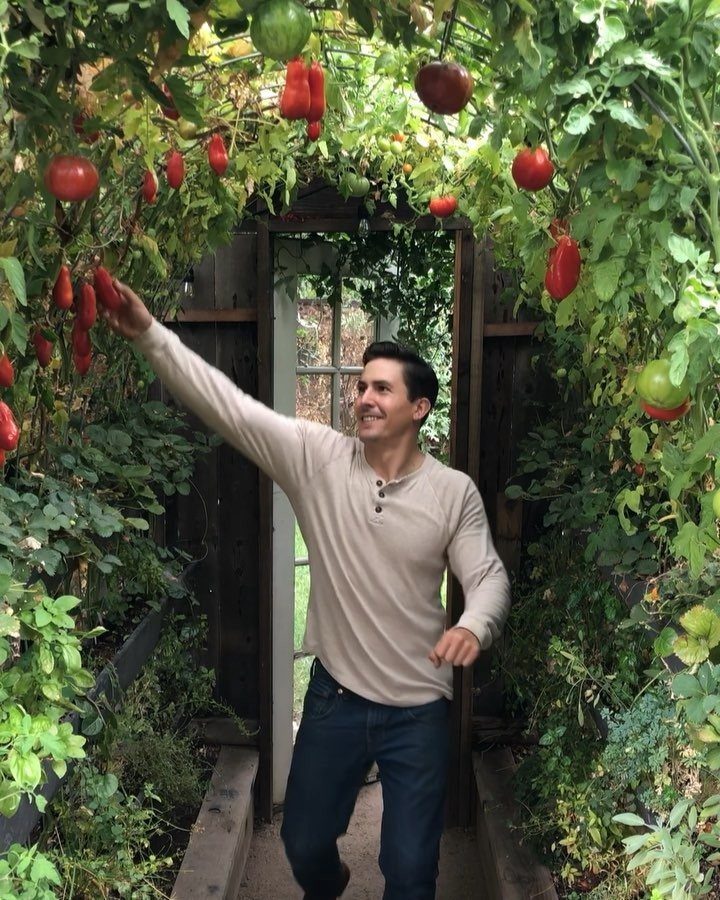 A man reaching up to pick a ripe red tomato from a lush green garden archway.
