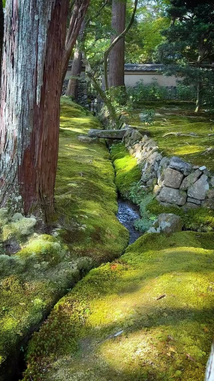 Lush green moss covering the ground around a small flowing stream in a shaded garden.