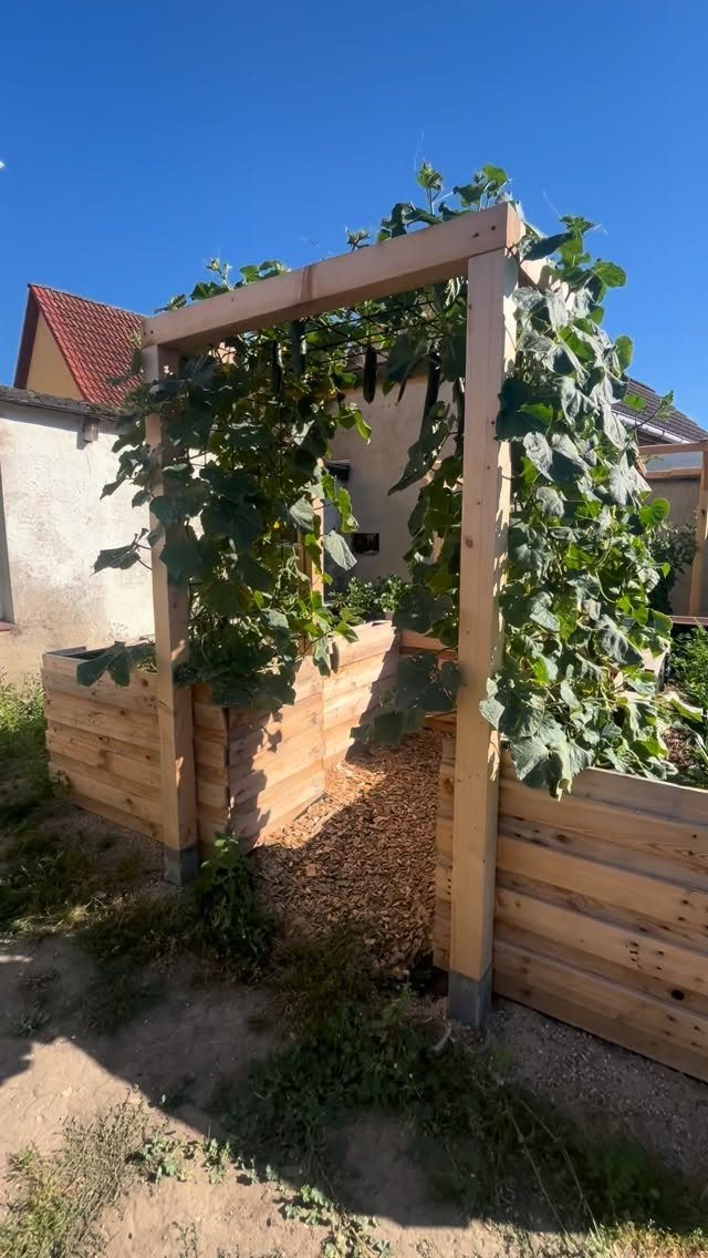 Wooden raised garden beds with a tall timber trellis and lush green climbing plants.