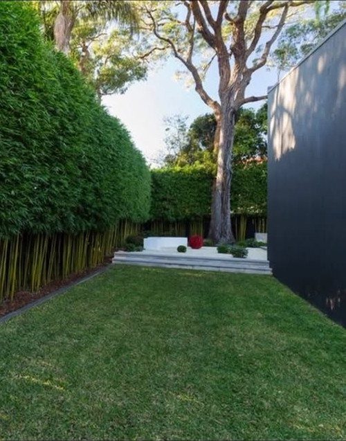 Tall green bamboo hedge bordering a manicured lawn and a dark privacy wall.