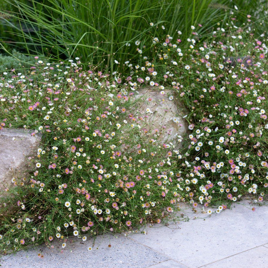 Small white and pink wildflowers growing densely between large rocks and a stone patio.