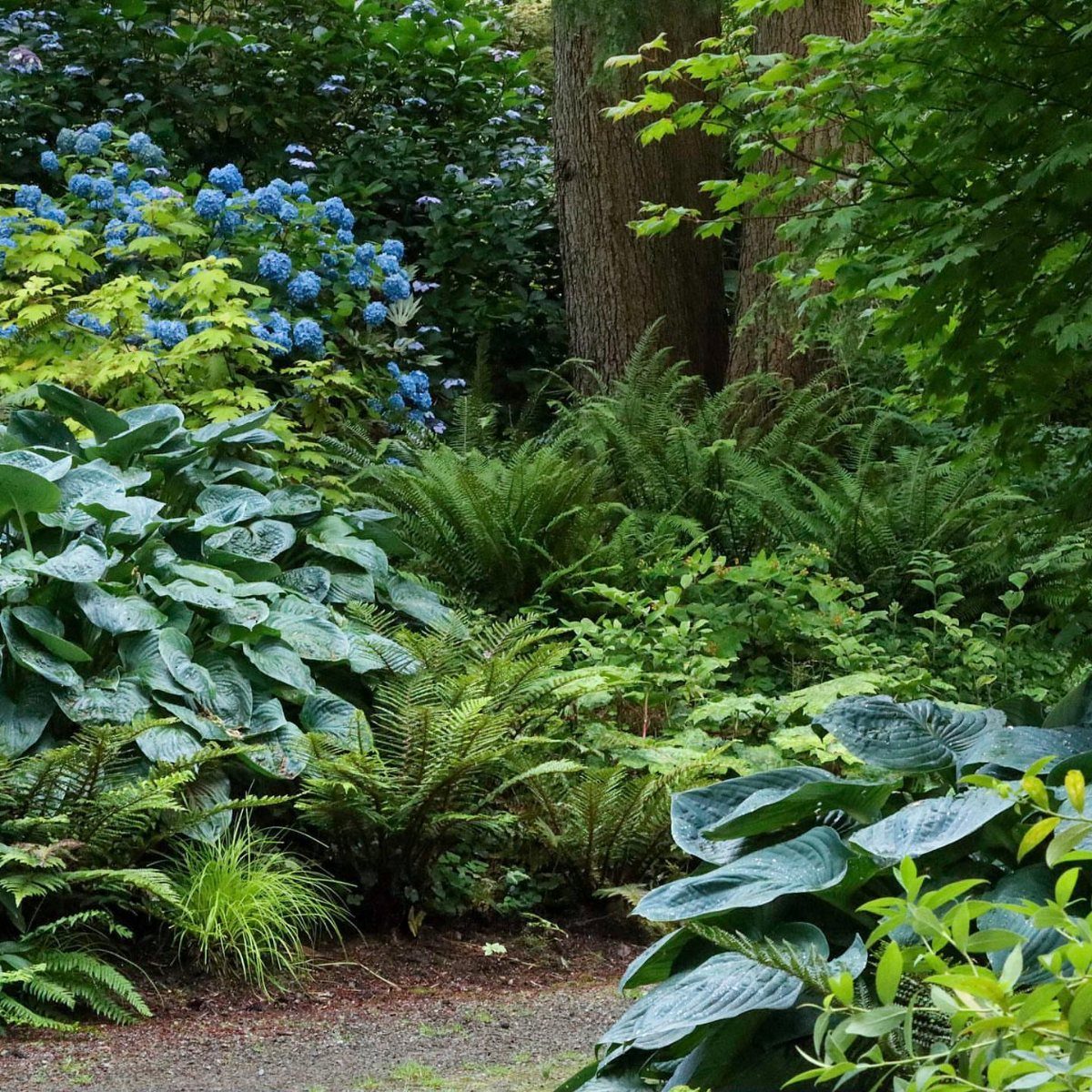 Lush shade garden filled with large hostas, green ferns, and blue hydrangeas under trees.