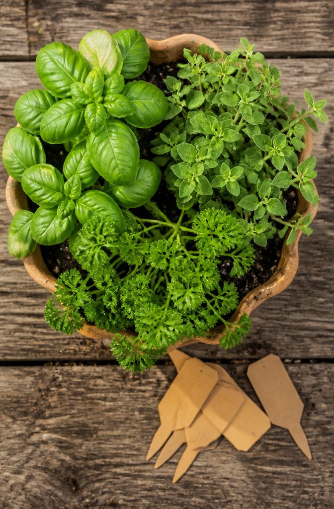 Pots of Italian herbs arranged together for easy care.