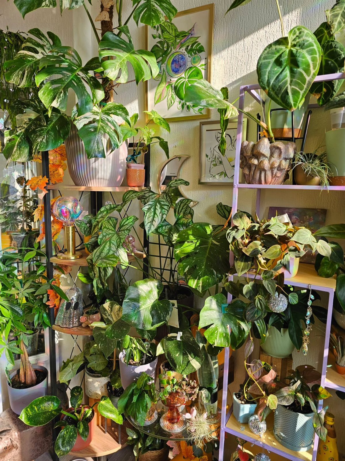 10 Urban Gardening Ideas for Small Spaces & City Living 3 Numerous green houseplants in various pots arranged on shelves in a sunlit room.