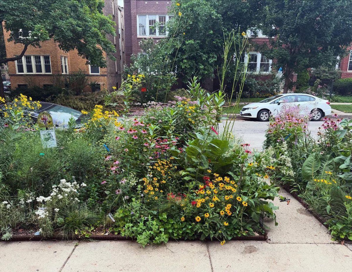 10 Urban Gardening Ideas for Small Spaces & City Living 7 Wildflowers and various green plants growing in a dense urban garden bed along a sidewalk.