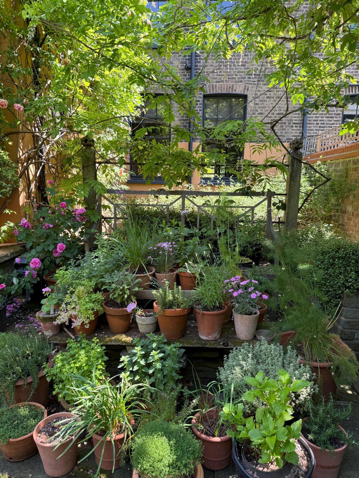 Many potted herbs and flowering plants arranged on a stone ledge in a sunny garden.
