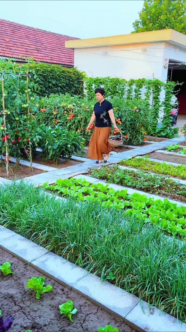 A woman walking through organized rows of green vegetables in a backyard garden.