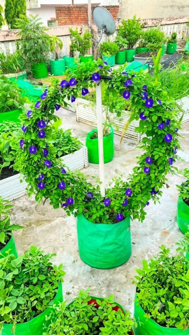 Purple morning glory flowers climbing a circular trellis in a bright green planter.