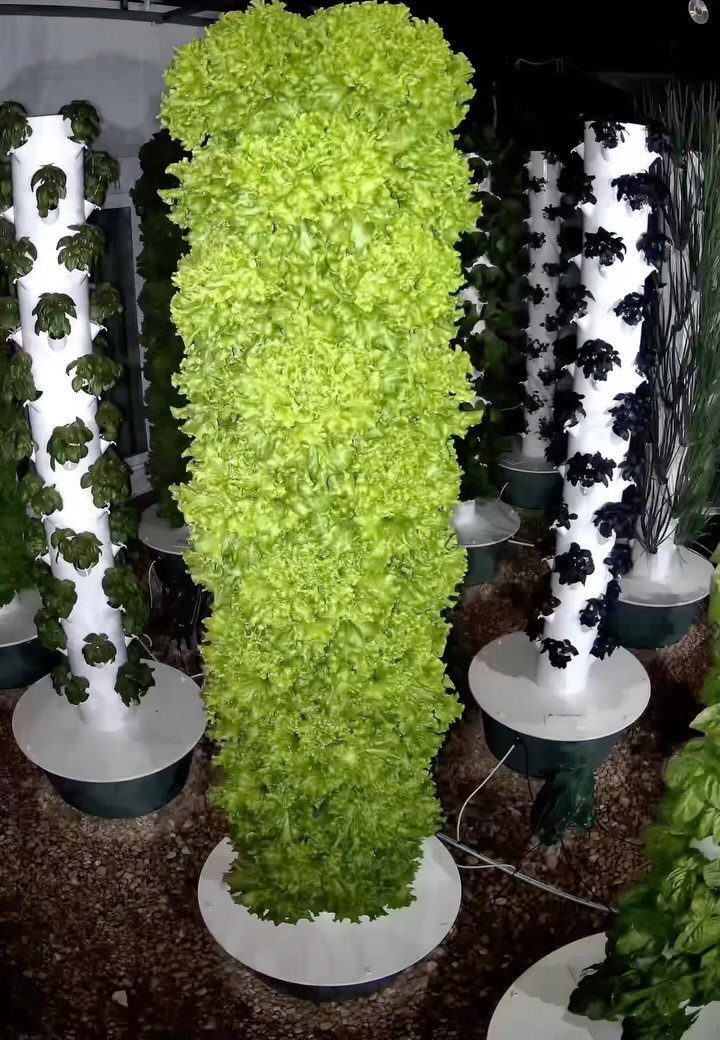 Vertical hydroponic towers growing vibrant green lettuce and dark leafy vegetables in a garden.